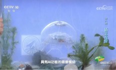 通体透明、重56克，西北工业大学研制出仿生水母机器人
